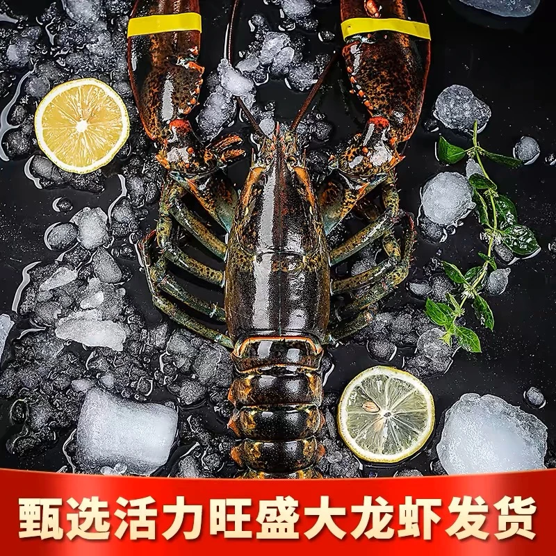 【顺丰发货】大波士顿龙虾无污染鲜活液氮活冻保鲜香甜肥美大波龙.