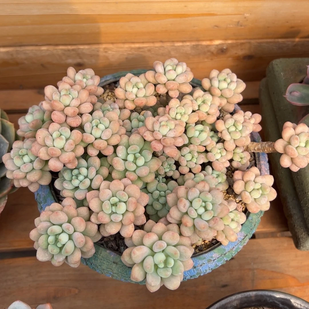 一***?鱼子酱多肉植物好看