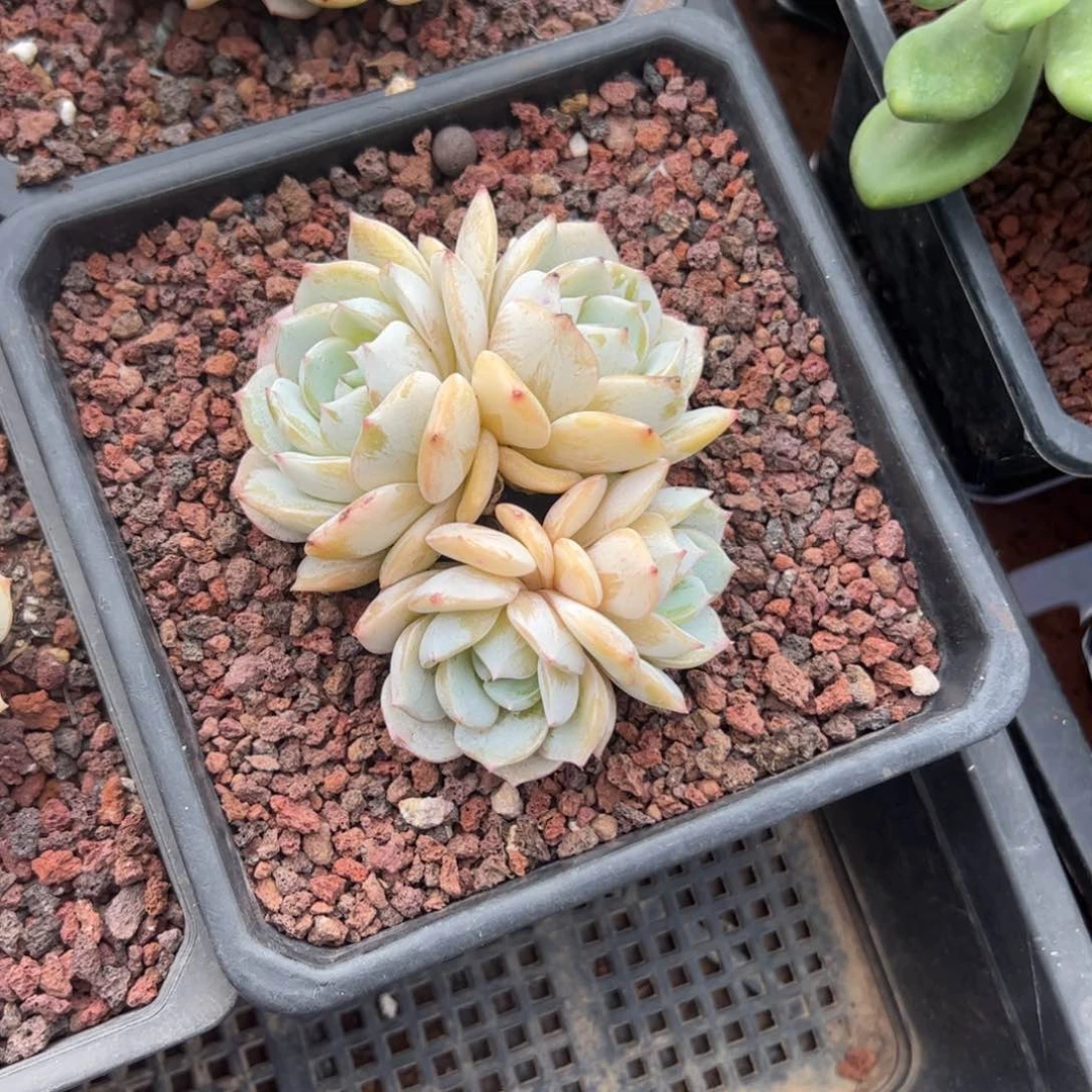 劳林多肉植物好看