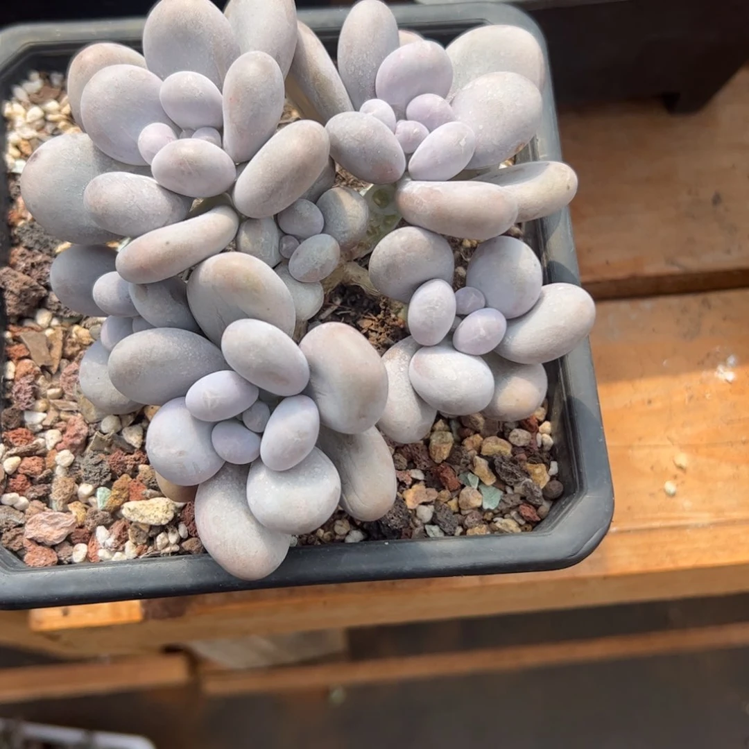 一***?奶酪多肉植物好看