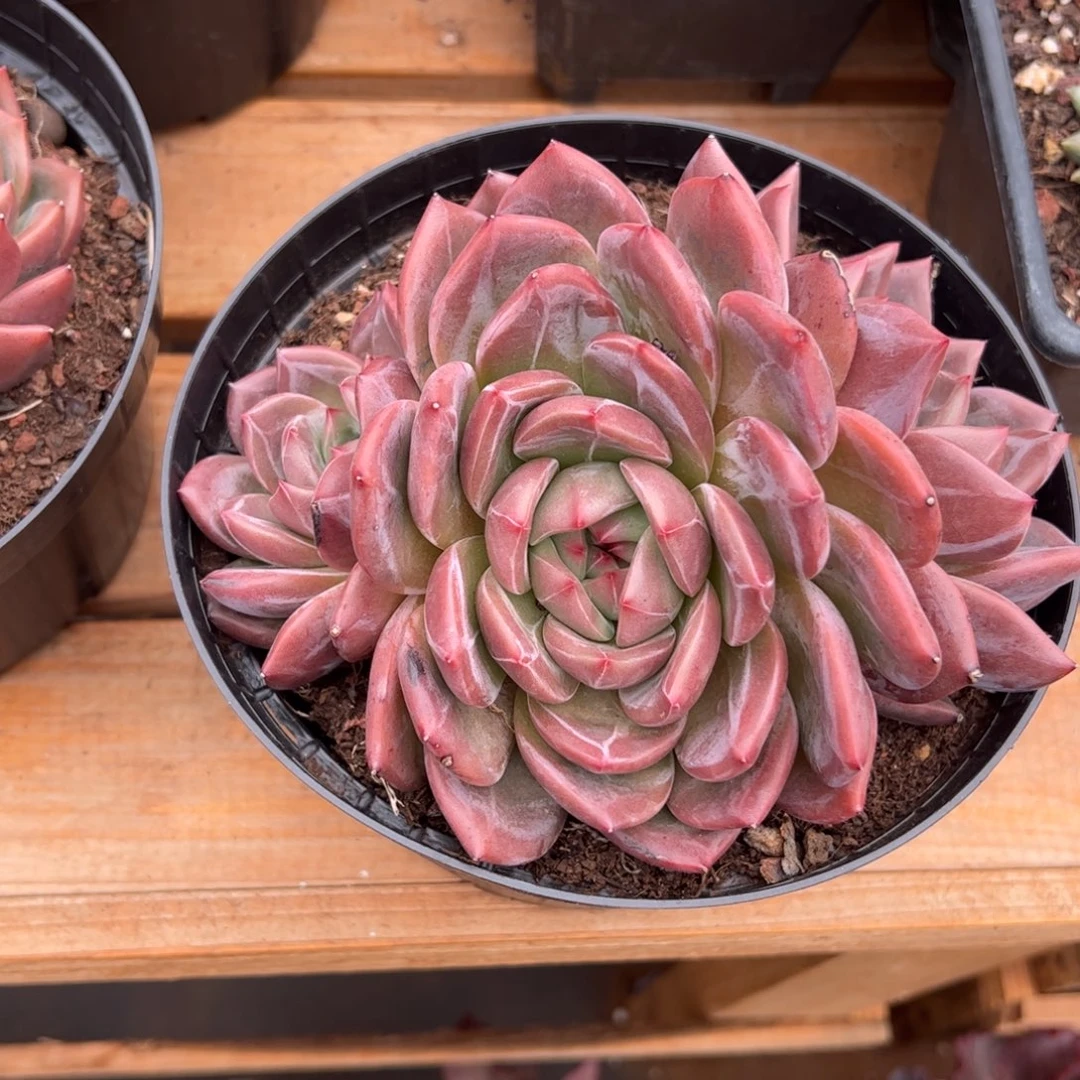 香槟多肉植物好看