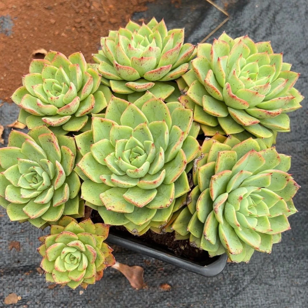 贝拉多娜多肉植物好看