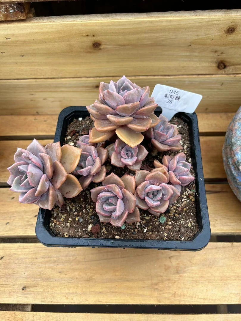 小琪多肉 老桩彩虹糖 一物一拍