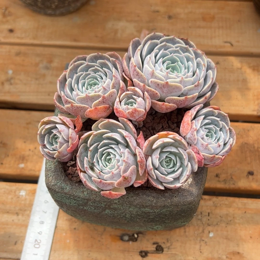 天赐多肉植物好看