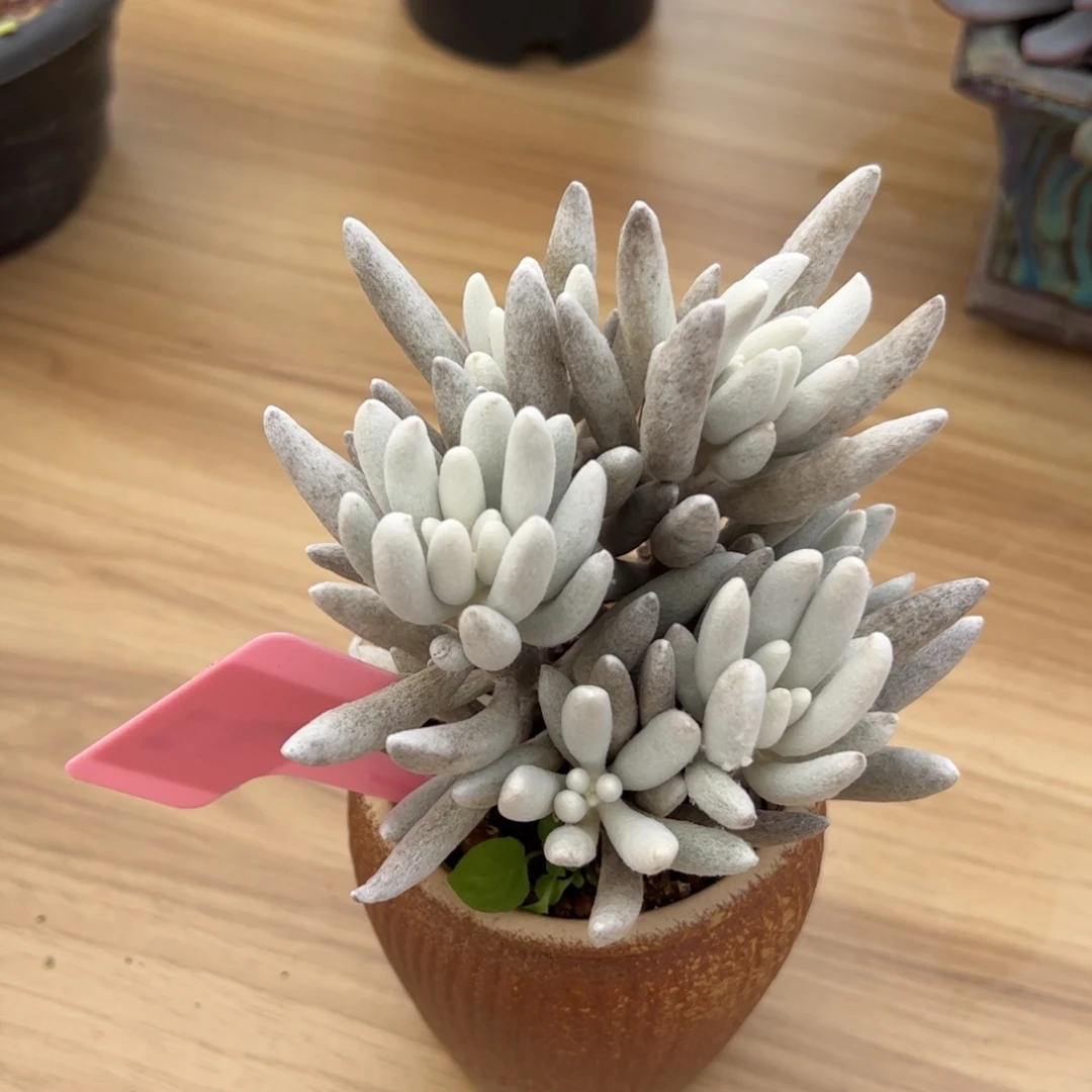 银月多肉植物好看