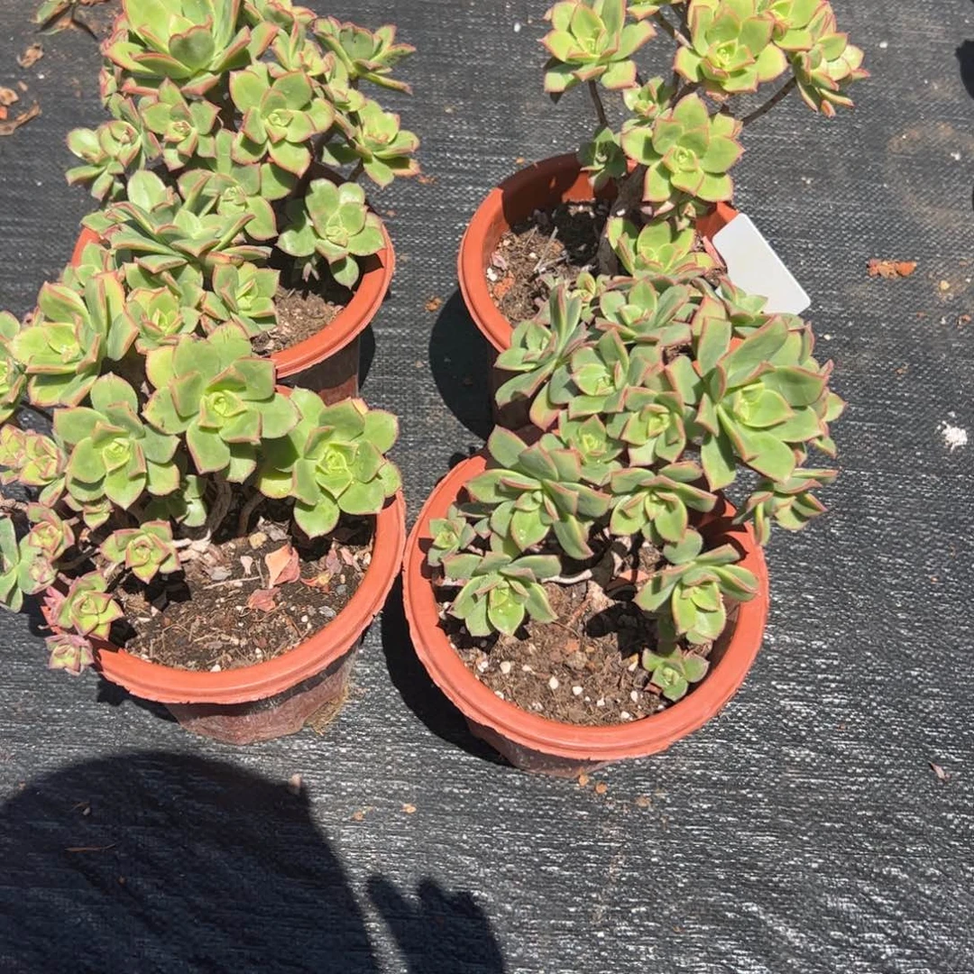 ²****艳日辉多肉植物好看