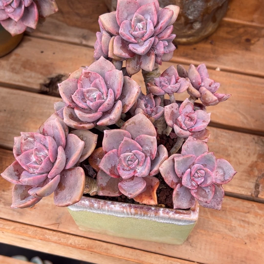 彩虹糖多肉植物好看