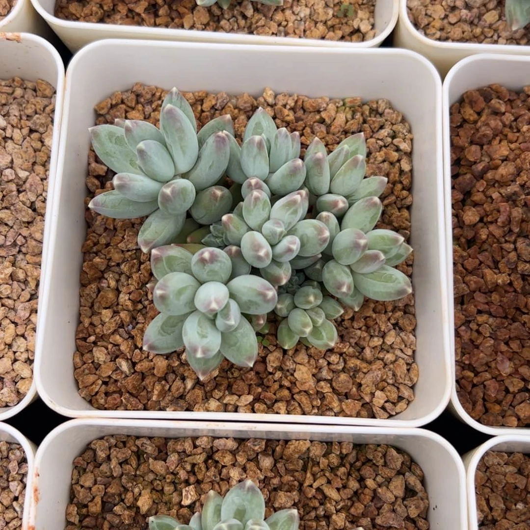 松果美人多肉植物好看