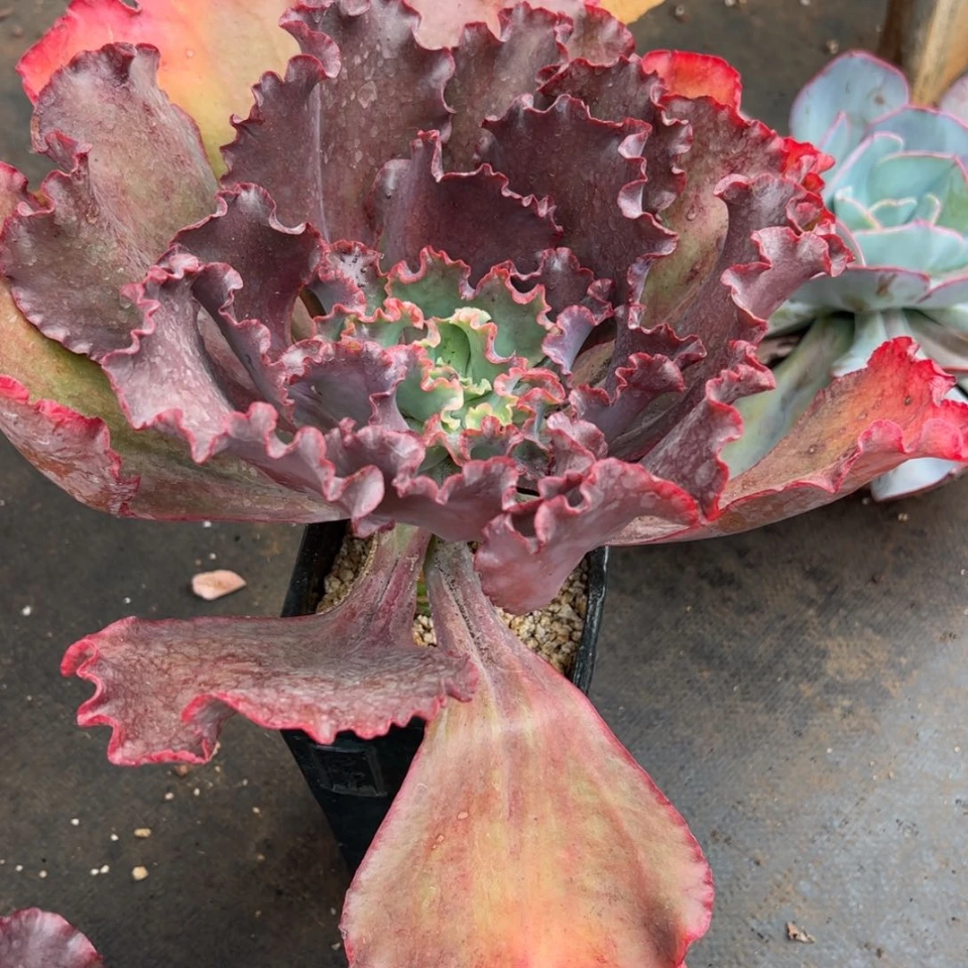 少女之梦多肉植物好看