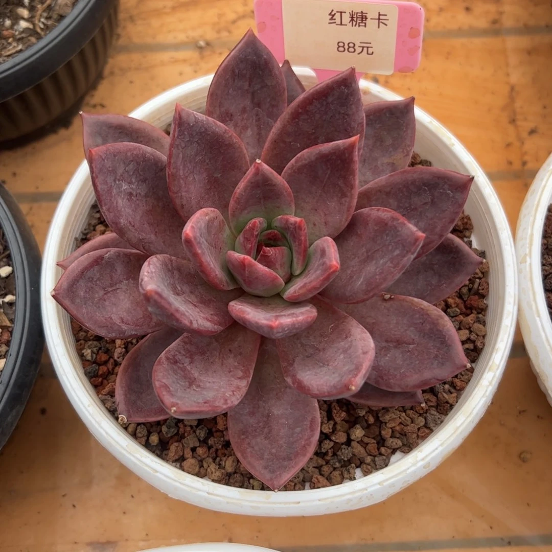 红糖卡多肉植物好看