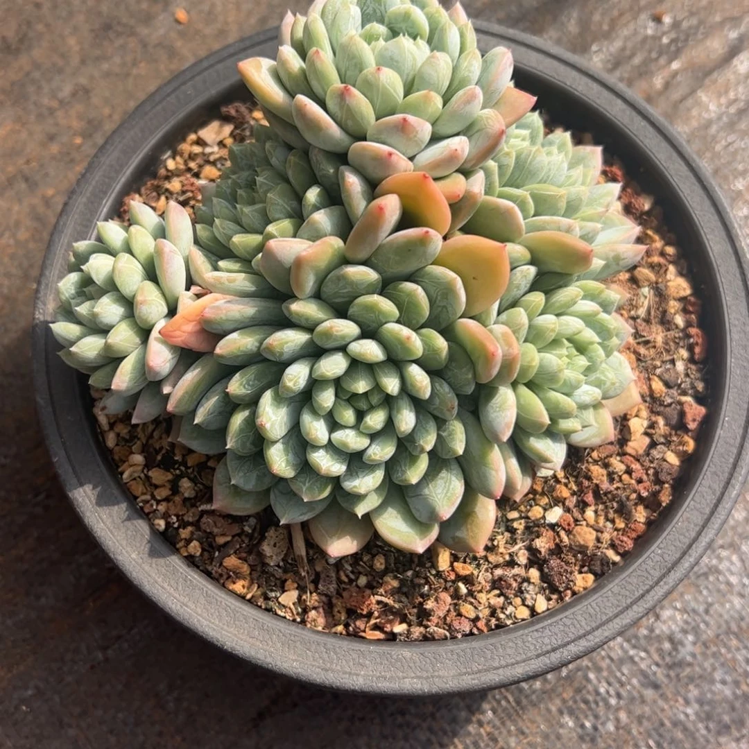 百搭翡翠多肉植物好看