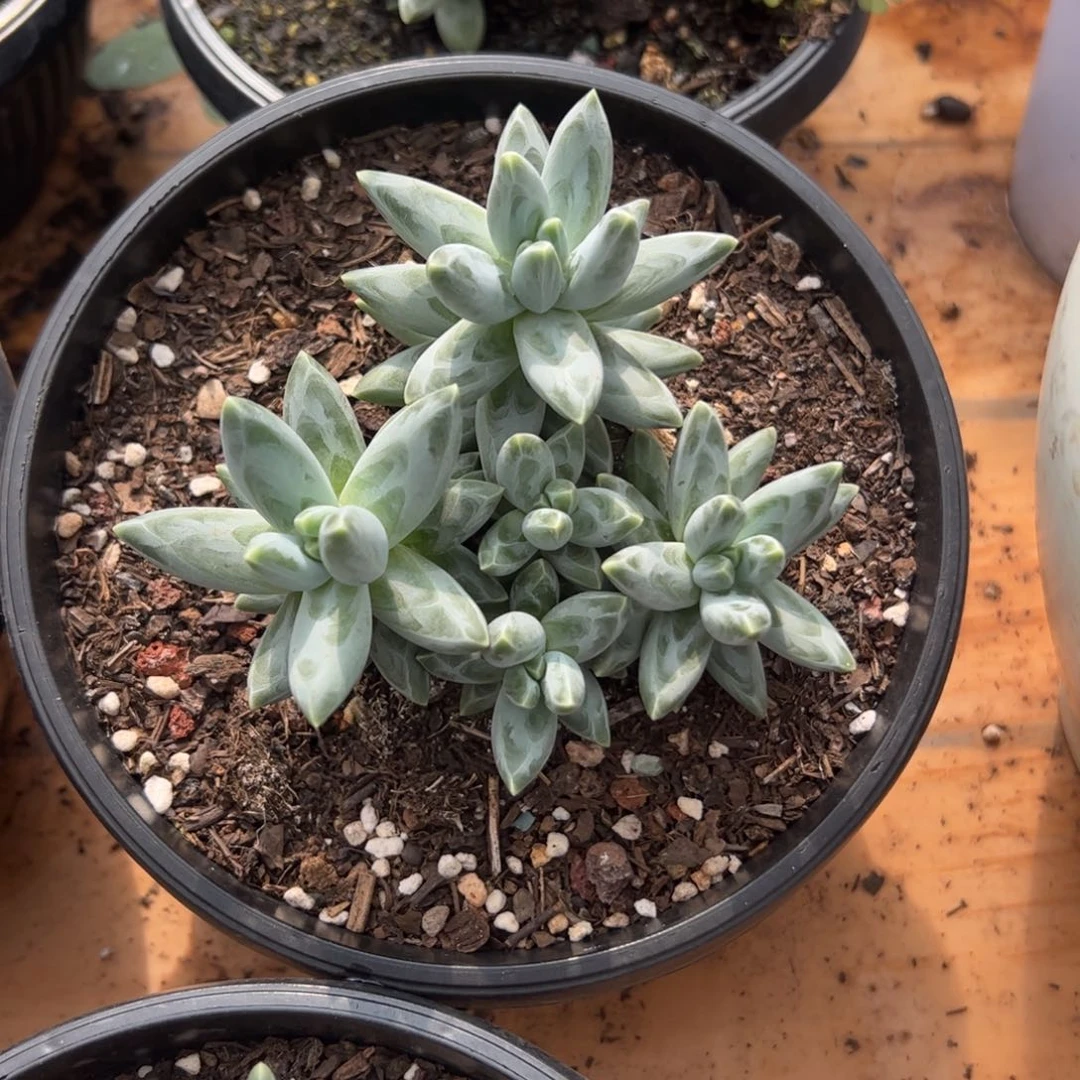 乌拉克拉多肉植物好看