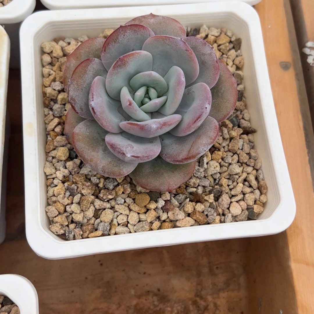 奶茶多肉植物好看