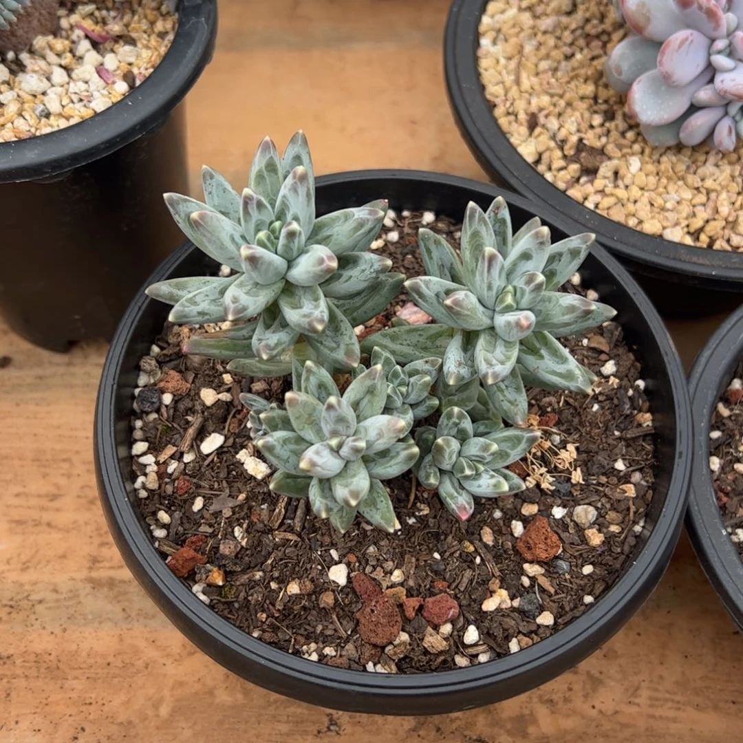 乌拉克拉多肉植物好看