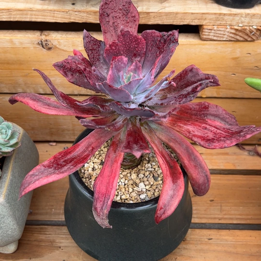 钻石锦多肉植物好看