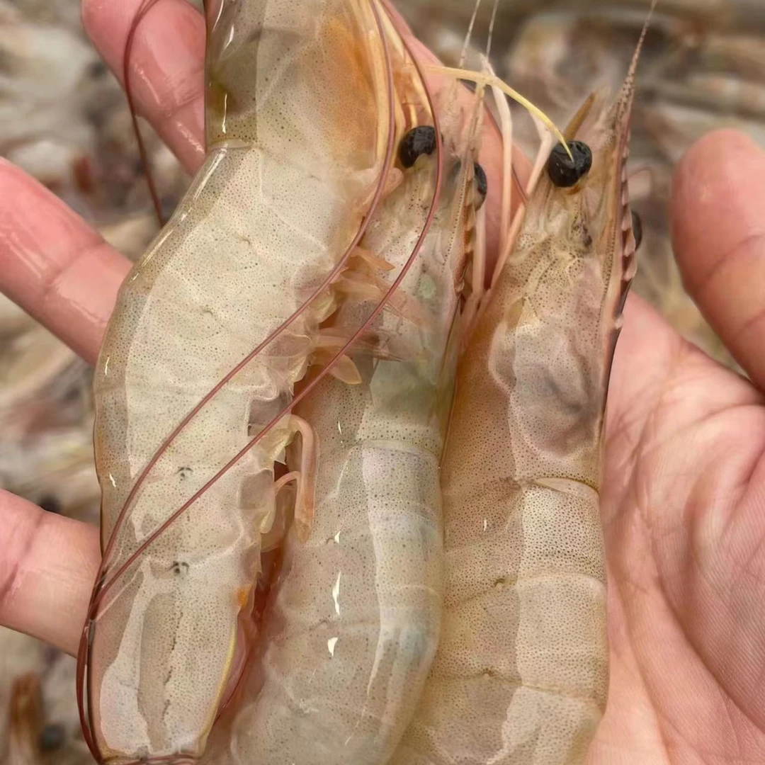 【野生明虾】18-23头 野生海鲜 不退货