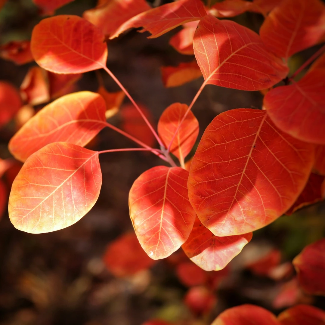 黄栌盆景素材，园艺花卉