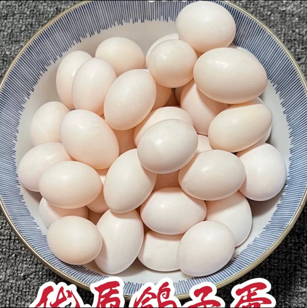 12个蛋30白羽王银王 鸽用  白羽王鸽用品30个
