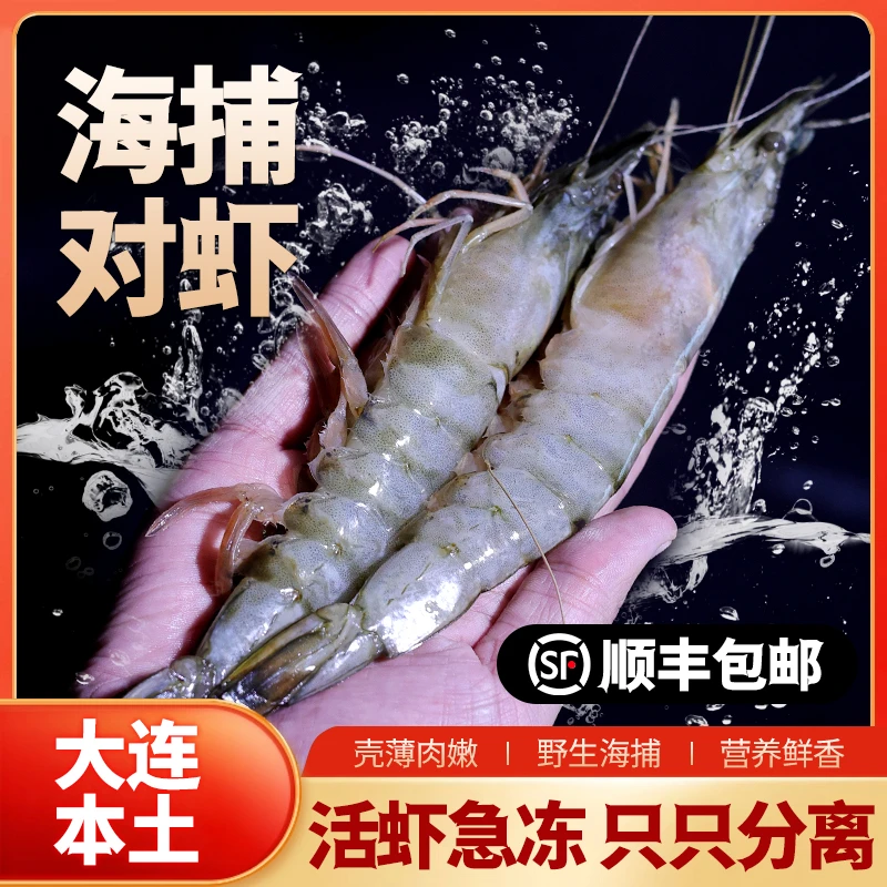 【渤海对虾母】稀少