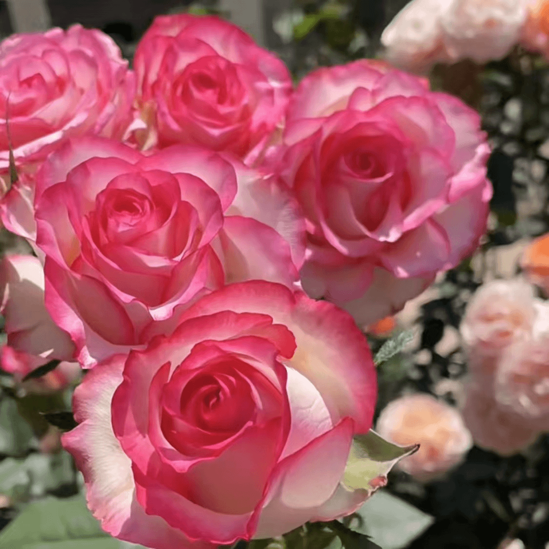 永福【艾莎玫瑰+蓝色风暴】浓香型新手款四季开花盆栽种植发货分支