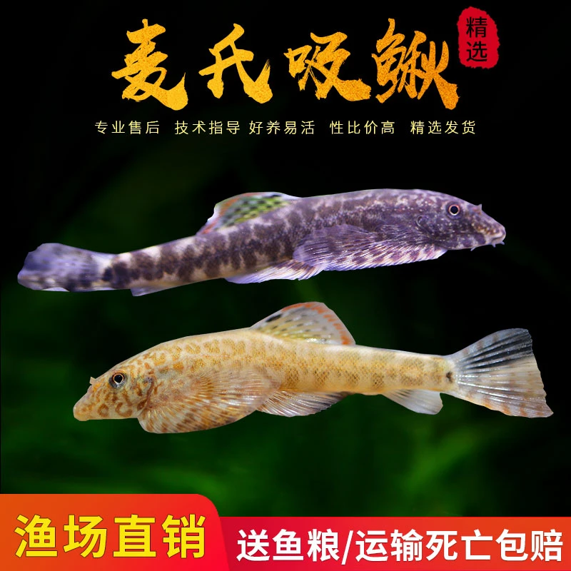 麦氏吸鳅原生鱼冷水鱼小型观赏鱼草缸除藻爬岩吸鳅淡水鱼清道夫