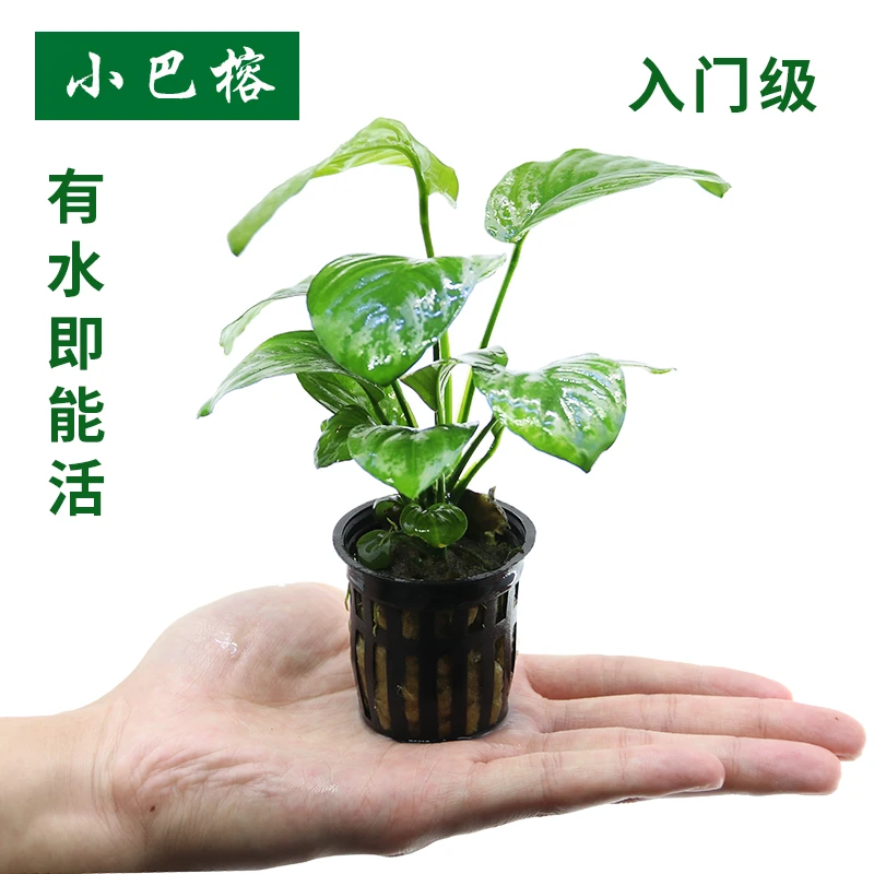 小巴榕国王榕大巴榕沉木水草好养易活鱼缸造景活体阴性懒人真水草