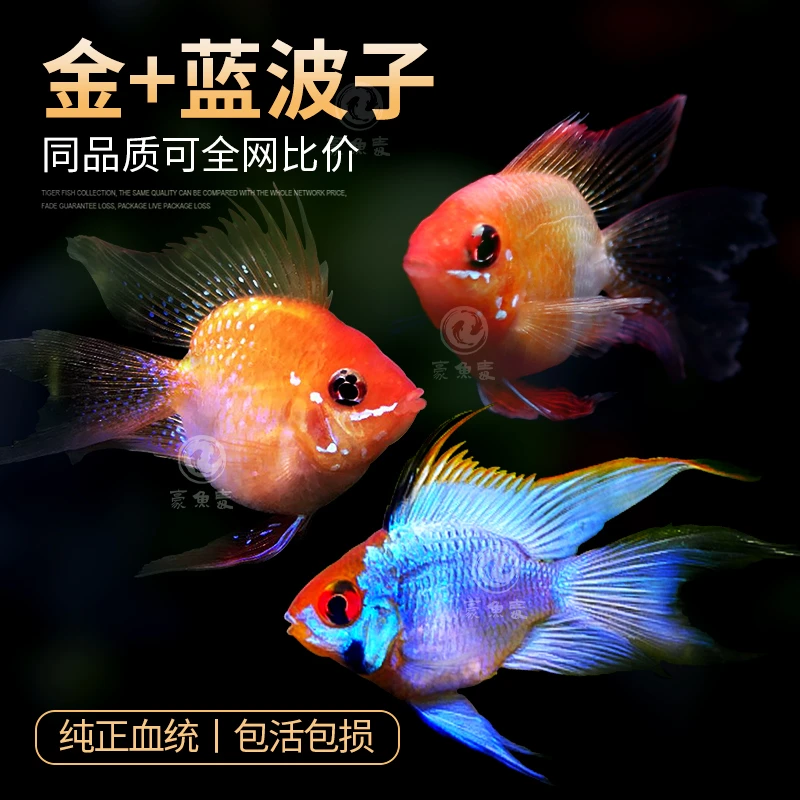 【直播优惠】金波子蓝波子阿凡达波子宝蓝球热带鱼金波子