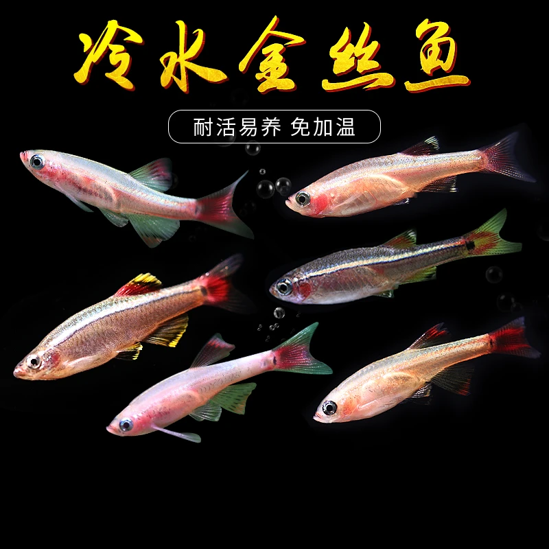 白云金丝鱼活体小型原生鱼冷水鱼观赏原生鱼红尾灯科荷兰白云金丝