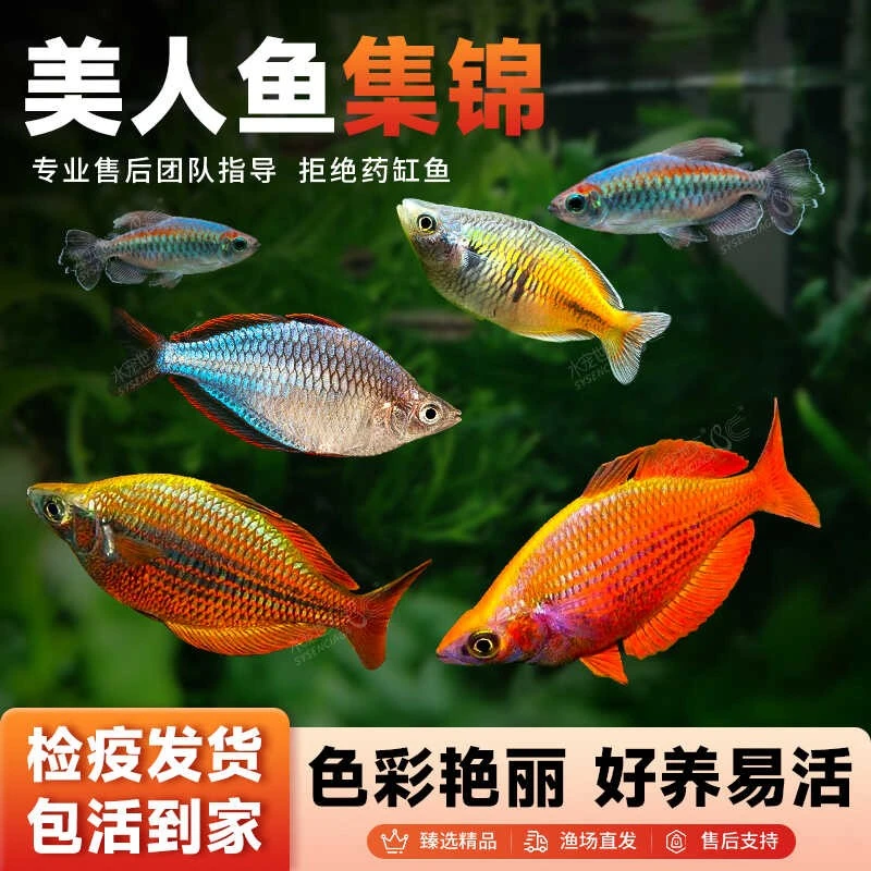 石美人鱼苹果美人鸽子美人蓝美人活体鱼热带观赏鱼刚果小鱼观赏鱼