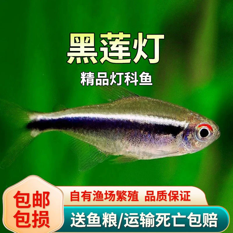 黑莲灯黑宝莲灯红绿灯黑管灯活体草缸小型耐活热带观赏鱼好养易活