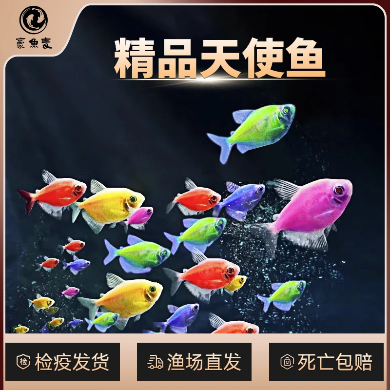 天使鱼七彩鱼柠檬青苹果柠檬绿老虎灯科鱼孔雀斑马小型饲养观赏鱼