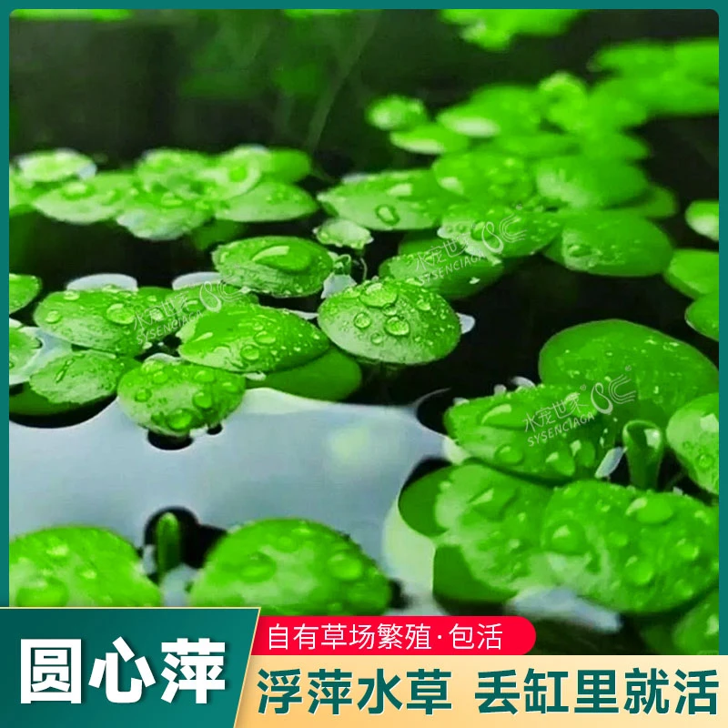 圆心萍豹纹萍新手水草净化水质水培绿植庭院鱼虾龟缸造景漂浮水草