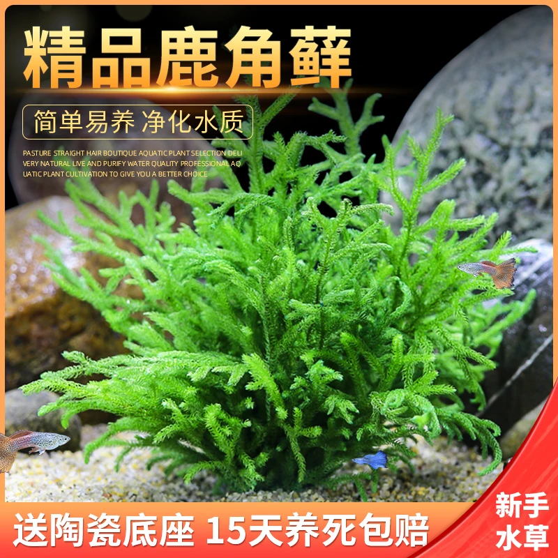 鹿角榕懒人活体水草无土耐活耐低温苔藓鱼缸生态瓶雨淋缸造景阴性