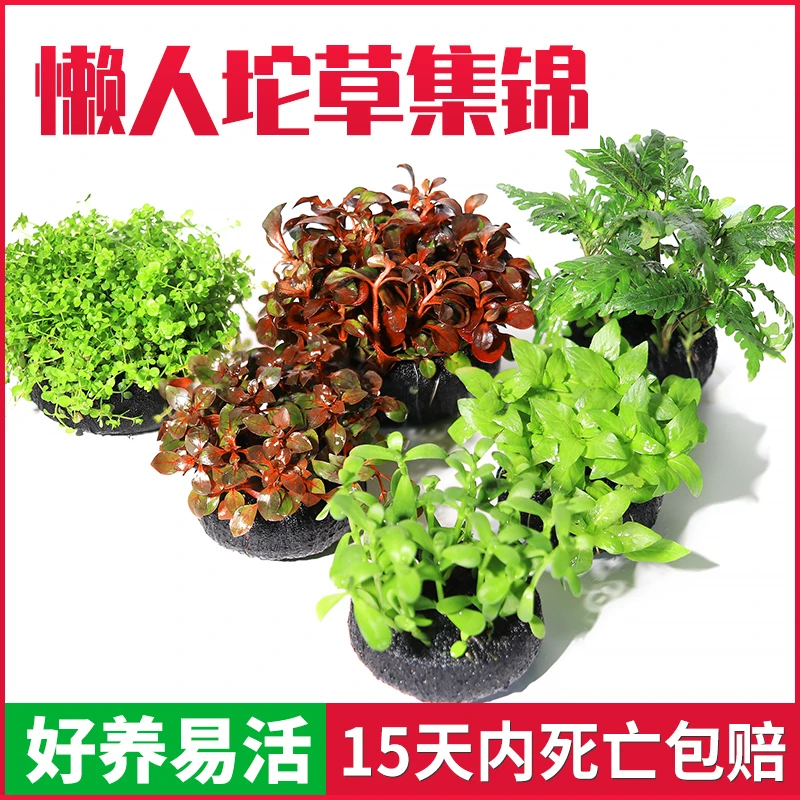 发货水草活体种植阴性生态水培新手懒人水溶造景水培坨草无需底沙
