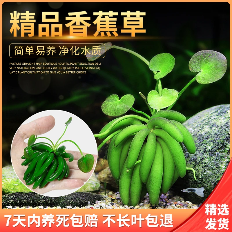 进口结蕉观赏水草活体水中叶懒人鱼缸造前景无需种植新手易养活