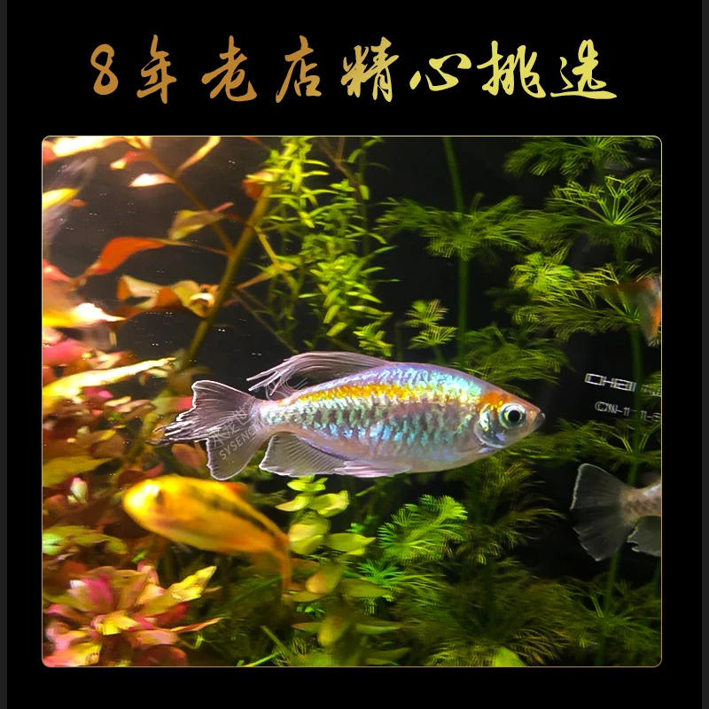 【双12直播活动】刚果美人热带观赏鱼小型淡水活体鱼群游鱼草缸适用