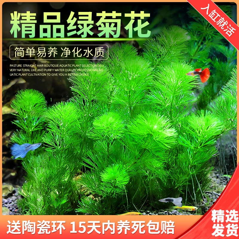 鱼缸造景真水草绿菊花蜈蚣草缸植物活体懒人新手增氧净水中后景草