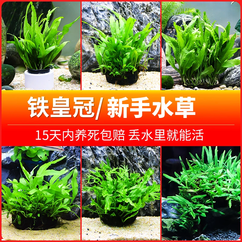 丹麦细叶铁皇冠草中后景草懒人水草鹿角铁带底座水草活体潜水套装