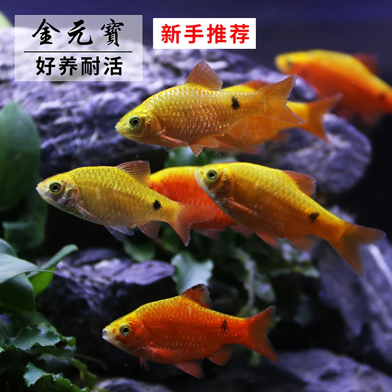 金光灯鱼活体金鱼灯金元宝小型鱼冷水鱼观赏鱼灯科鱼宠物鱼彩色鱼