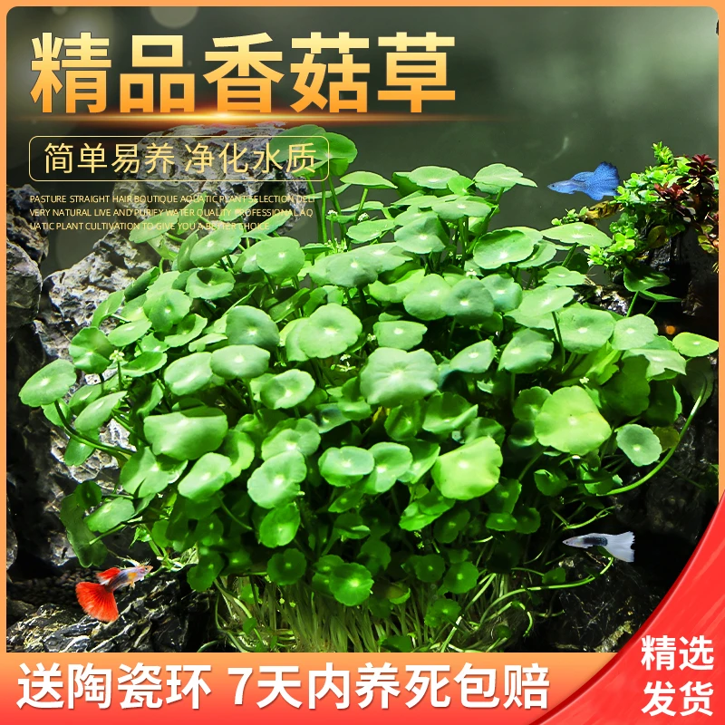 香菇草懒人水草活体铜钱草盆栽鱼缸水培植物净水增氧新手好养耐活