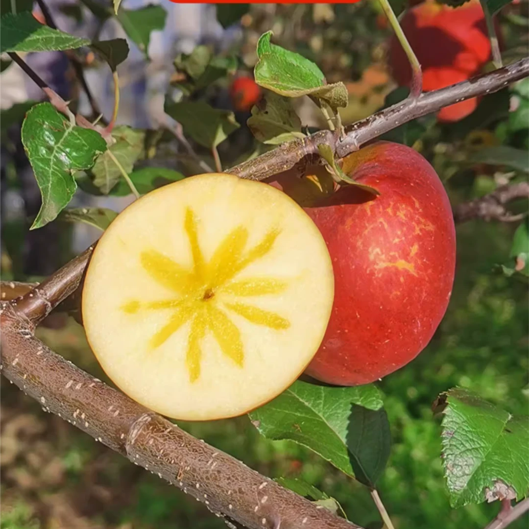 【脆甜香】四川大凉山丑苹果富士糖心苹果新鲜脆甜多汁3/5/9斤包邮