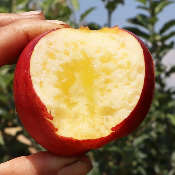 2025云南昭通丑苹果脆甜多汁冰糖心当季孕妇水果5斤包邮