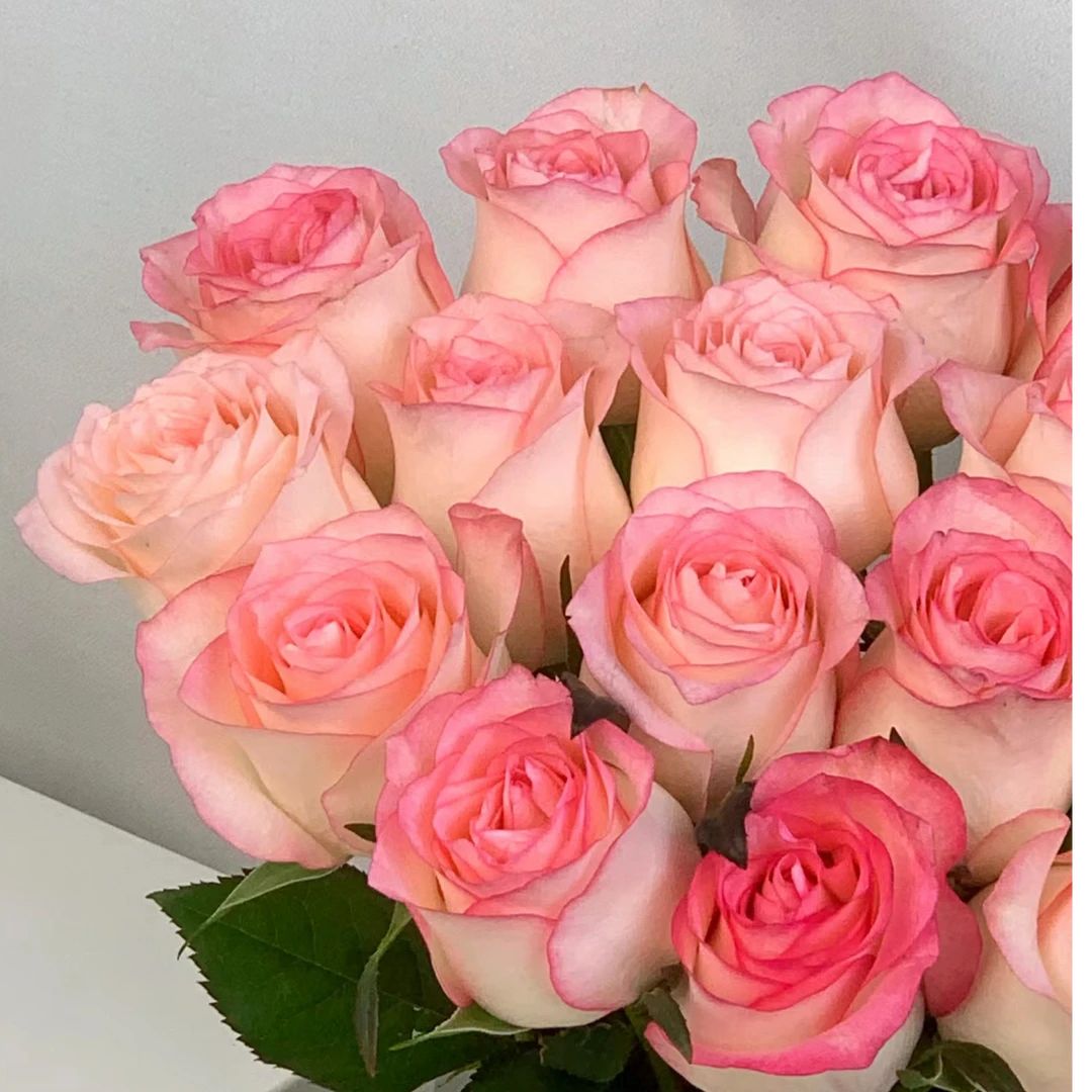艾莎玫瑰【收到鲜花一定要醒花，不会的请联系客服】