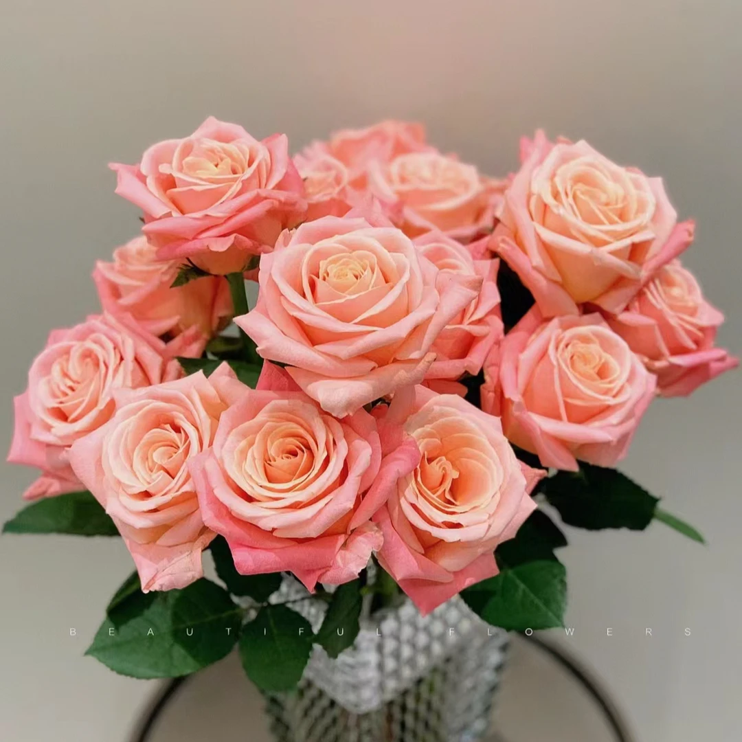 朱小姐玫瑰【收到花一定要醒花，不会的请联系客服】