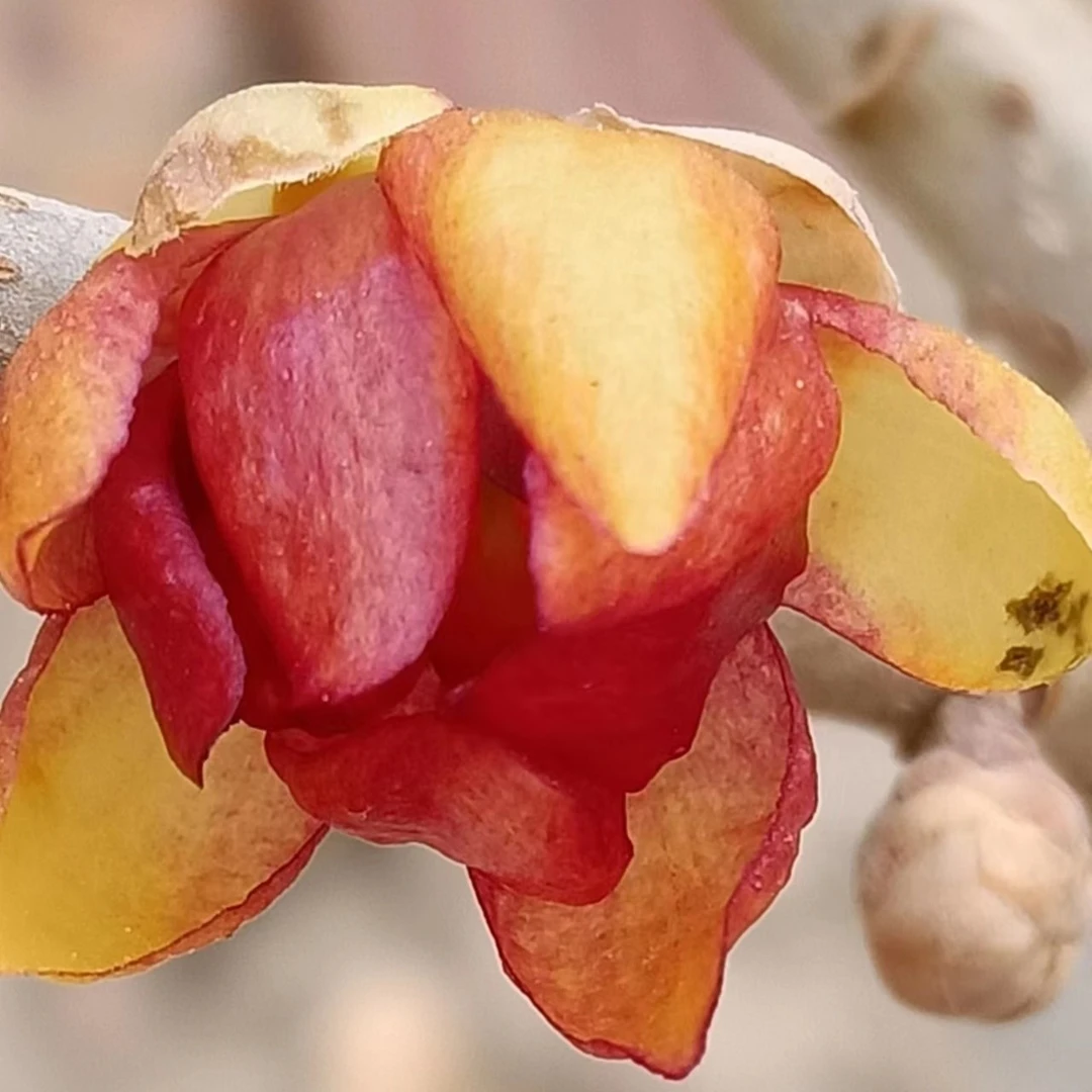 品种腊梅 鄢陵品种腊梅 嫁接蜡梅 品种蜡梅盆景