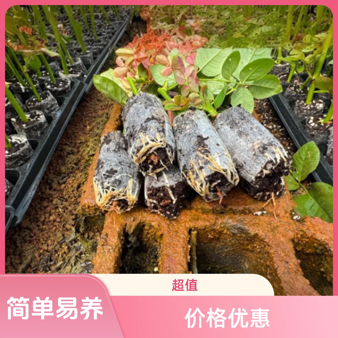 云南扦切花玫瑰小苗，带小土杯发货成活好2