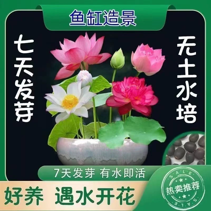 碗莲种七彩五颜六色水培花卉水养四季莲花荷花种莲藕绿植水缸植物