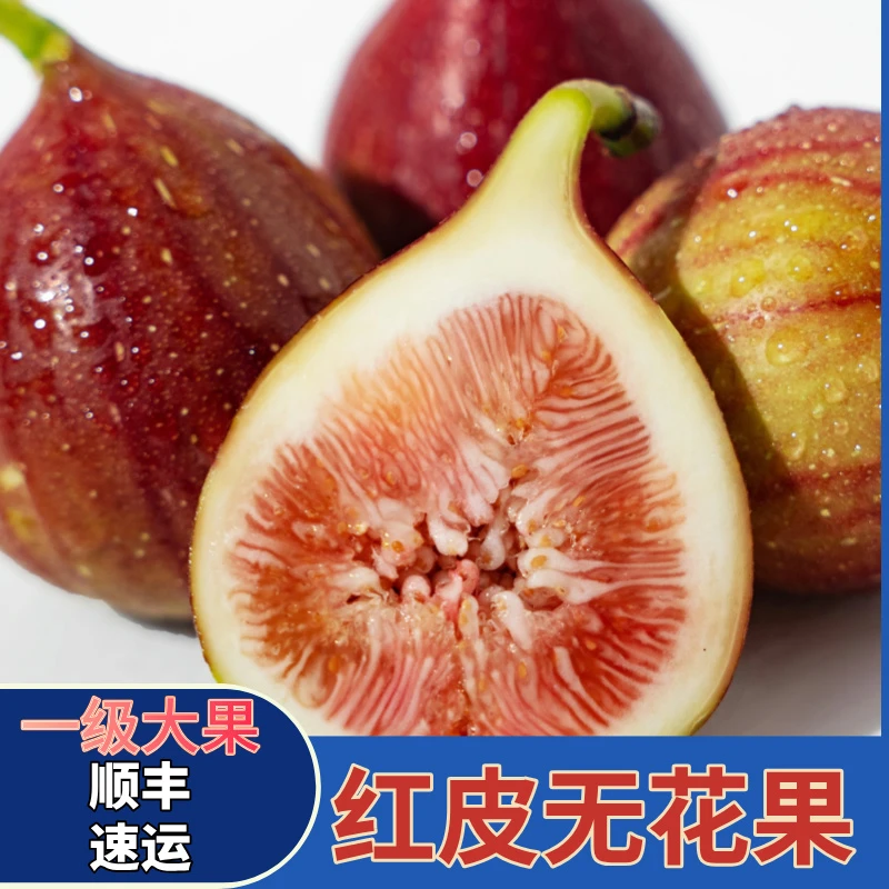 【顺丰快递】红皮无花果 新鲜采摘发货清甜无花果B1