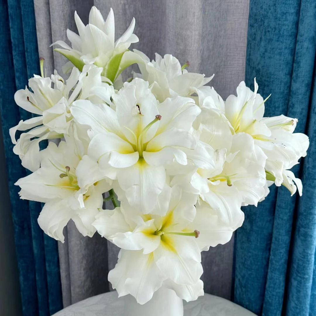 【暴风雪】1个球种球宠粉福利好养花卉14/16球四季可种白色大花重瓣