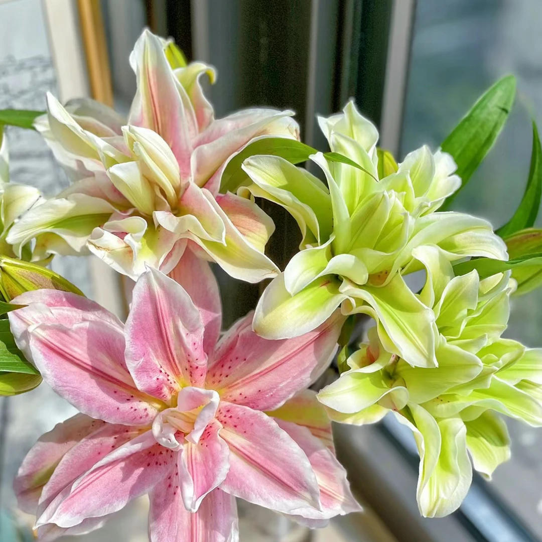 【萨拉】1个球大花粉色多头花13/15球四季可种重瓣香水百合庭院